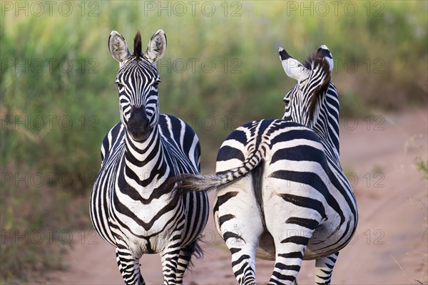 Plains zebra