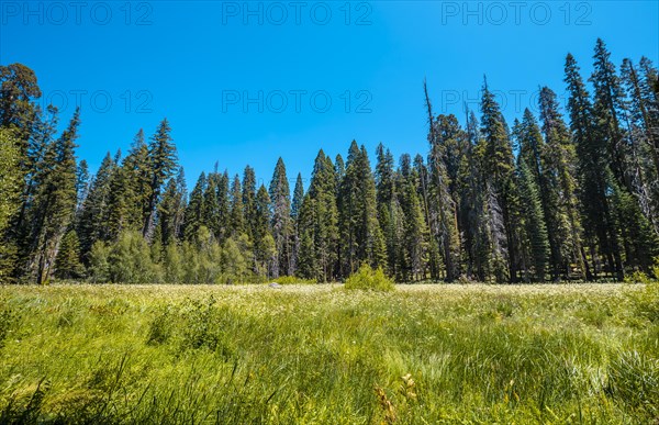 Sequoia National Park