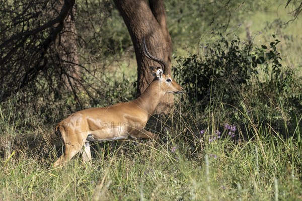 Black heeled antelope