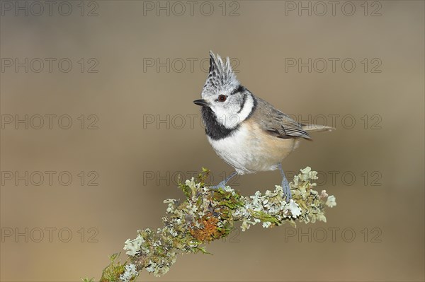 Crested tit