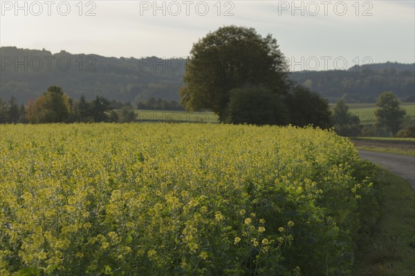 Field mustard