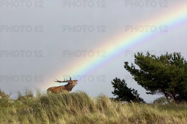 Red deer