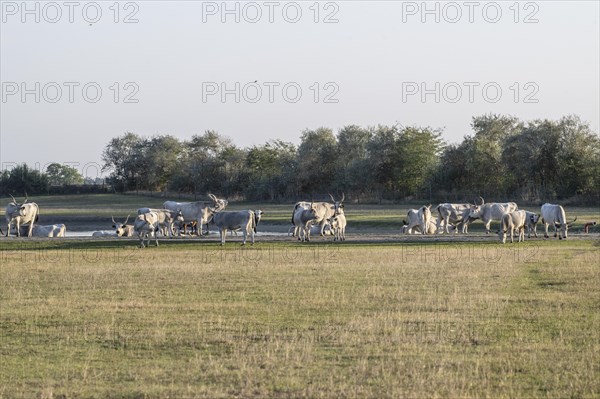 Hungarian steppe cattle