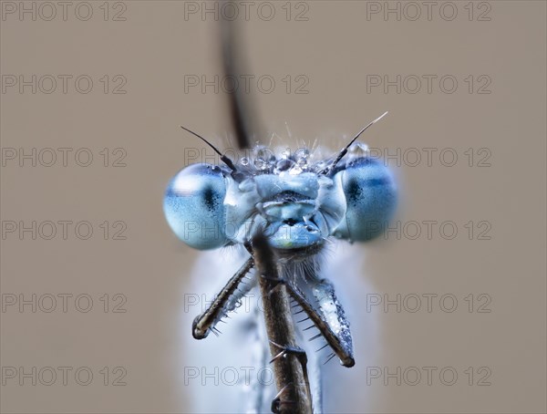 Common blue damselfly