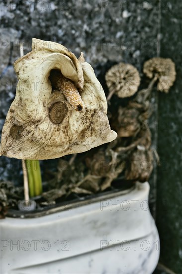 Still Life with Withered Calla Flower