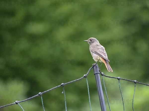 Black Redstart