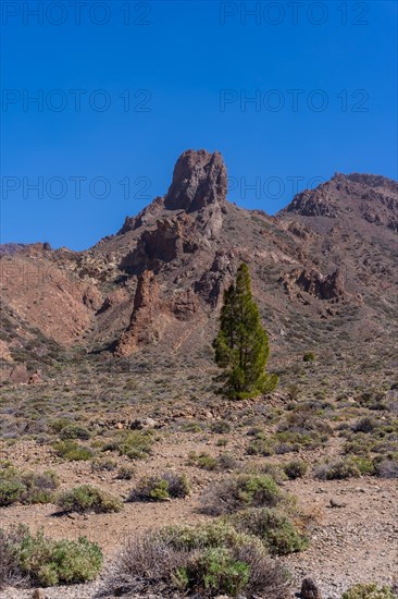 View from the Boca Tauce viewpoint in the Teide Natural Park in Tenerife