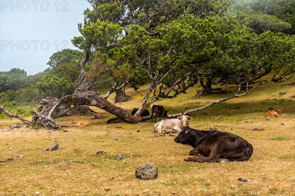 Fanal forest with fog in Madeira