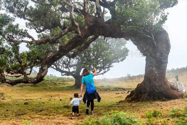 Fanal forest with fog in Madeira