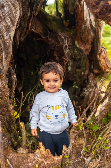 Fanal forest in Madeira