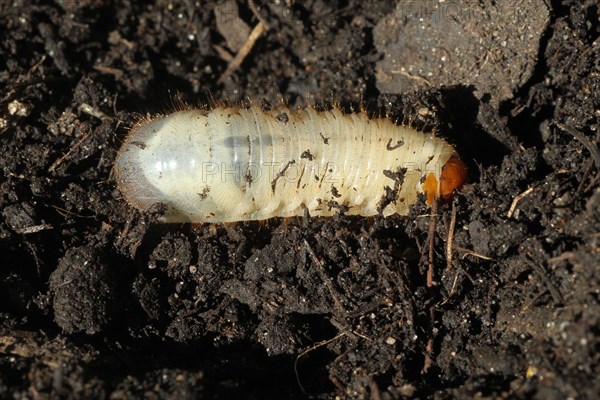 European june beetle