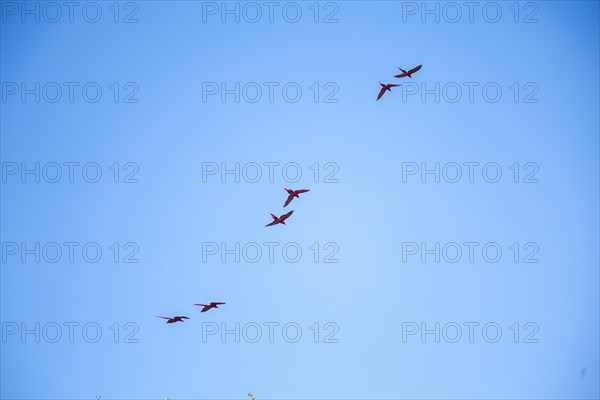 Macaws flying as a couple at Copan Ruinas temples. Honduras