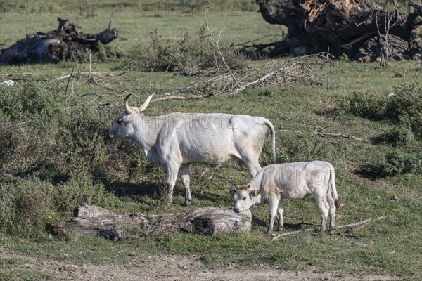 Hungarian steppe cattle