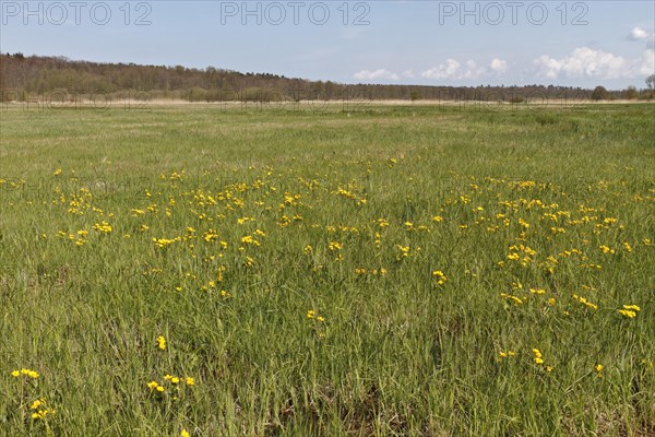 Wet meadow