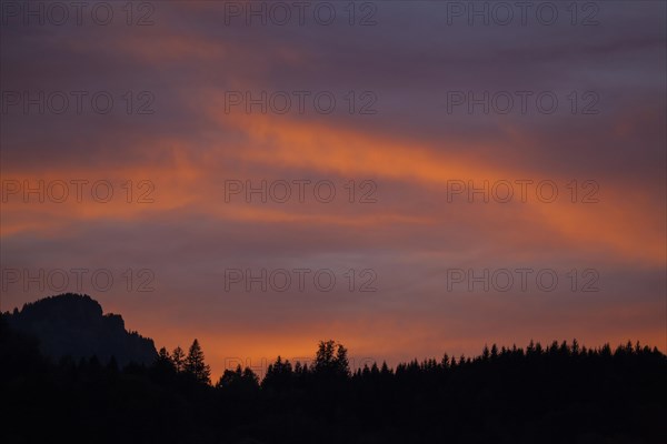 Sunset over coniferous forest