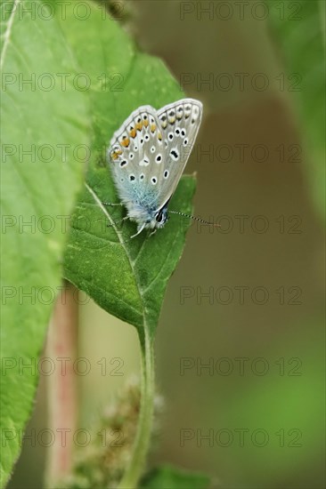 Common blue butterfly