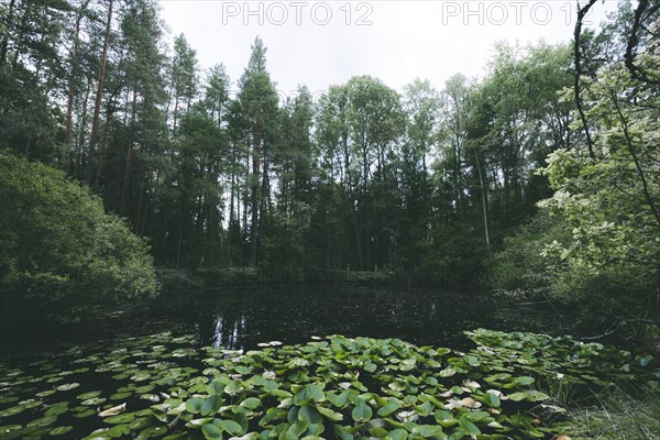 Moon ponds with lily pads