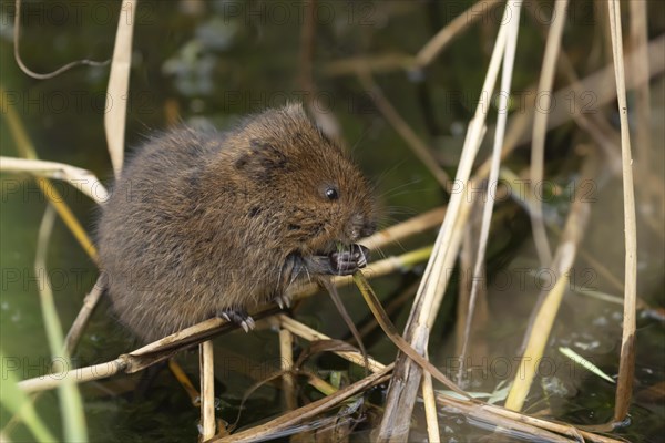 Water vole