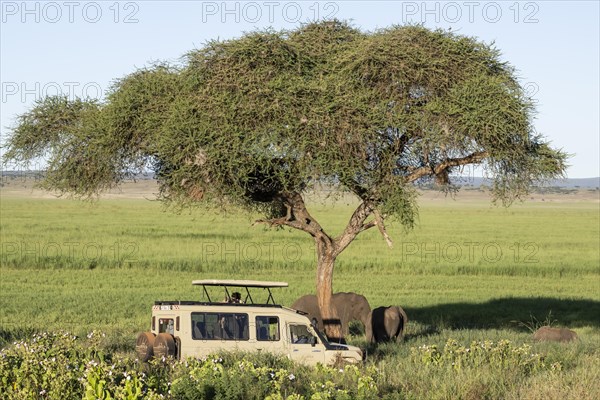 African elephants