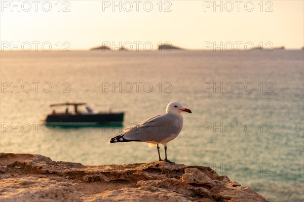 A seagull at sunset in Cala Comte beach on the island of Ibiza. Balearic