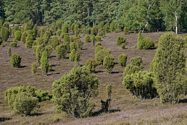 Heathland