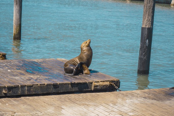 A freshly dried seal at Pier 39