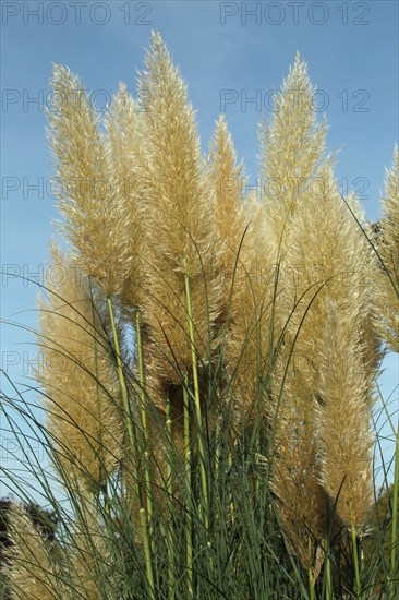 Pampas grass