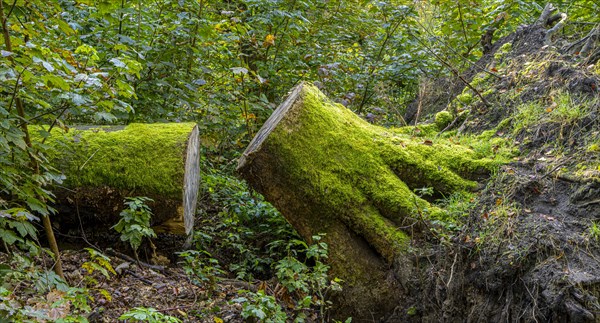 Deadwood in mixed forest