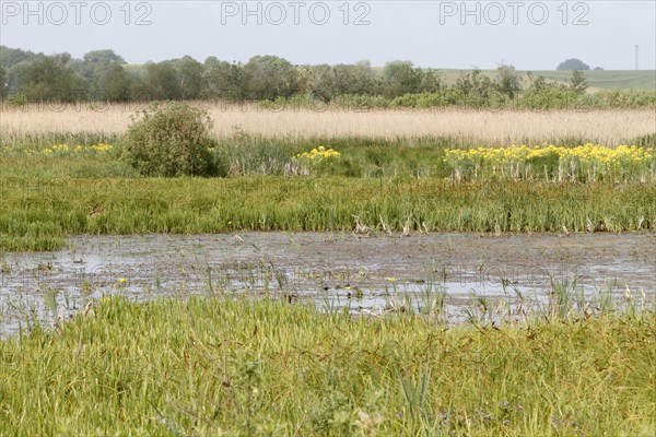 Wetland biotope