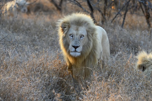 Portrait of a white lion