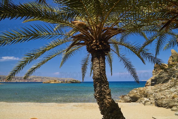 Palm tree on the beach