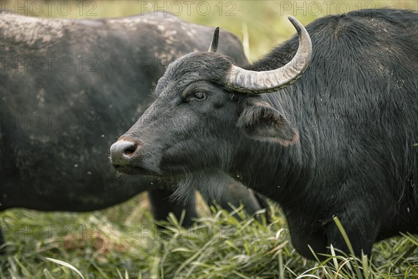 Water buffalo