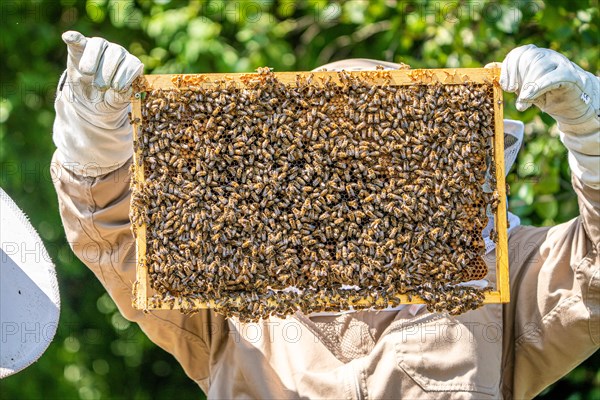 Bee boxes at the beekeeper