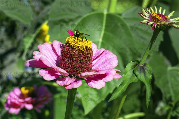 Zinnia