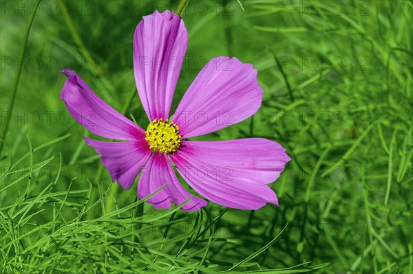 Mexican aster