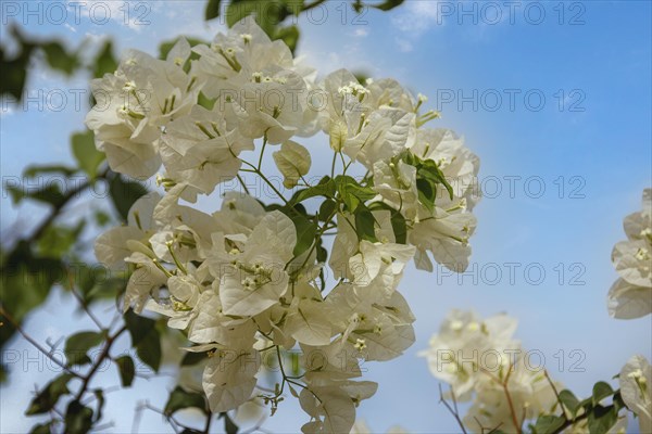 White bougainvillea