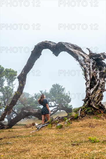 Fanal forest with fog in Madeira