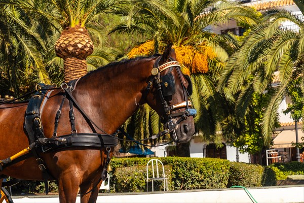 Horse-drawn carriages in the municipality of Mijas in Malaga. Andalusia