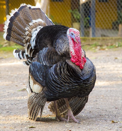 A turkey in The temples of Copan Ruinas. Honduras