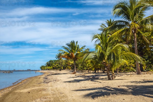 Palm trees on the beach of Sandy Bay on Roatan Island. Honduras