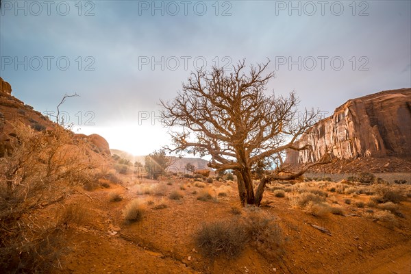Last rays of the sunset inside the Monument Valley National Park and a beautiful desert tree. Utah