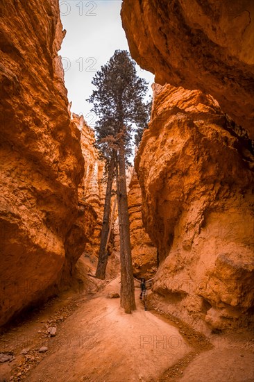 A woman in tree in a crack of the Navajo Loop Trail in Bryce National Park