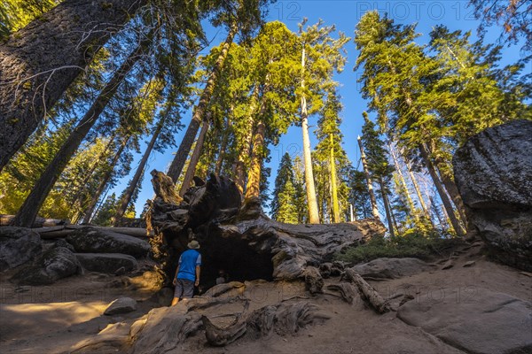 A young man walking on top of a dead tree in Sequoia National Park