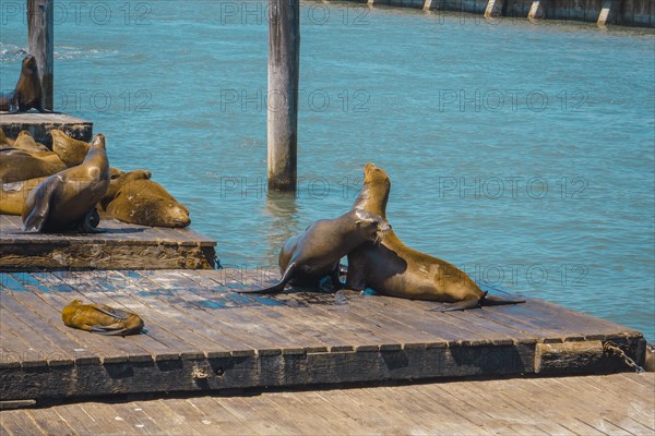 An adult seal looking at another in the water at Pier 39