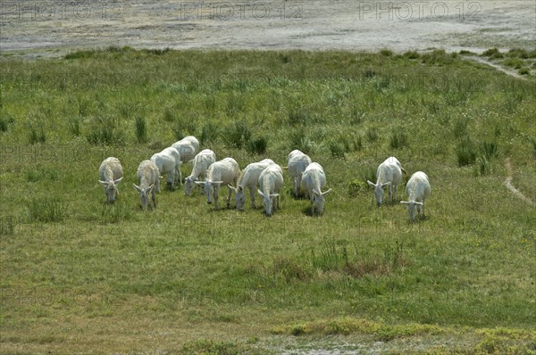 Herd of Austro-Hungarian White Baroque Asses