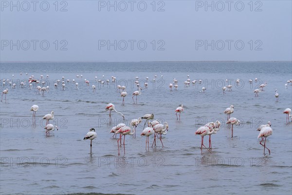 Greater flamingos