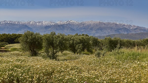 Spring meadow