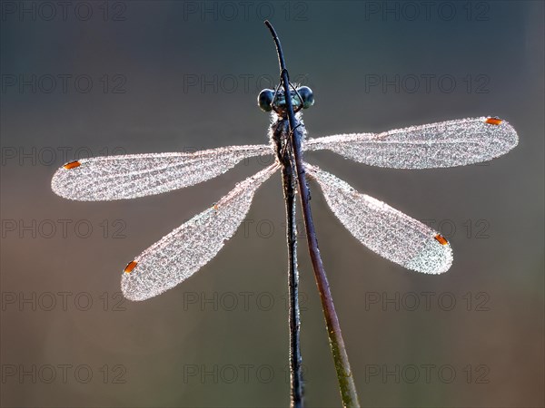 Emerald damselfly