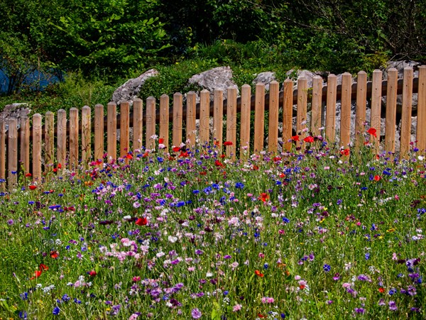 Flower meadow with fence in Bavaria