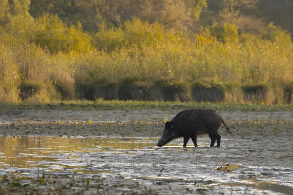 Wild boar